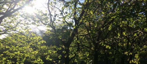 Recent study estimates that parks and green spaces save the NHS approximately &pound;111 million per year (Photo credit: Helen Redman)