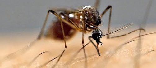 Ten reasons why mosquitoes bite some people but not others [Image: Veritasium/YouTube screenshot]