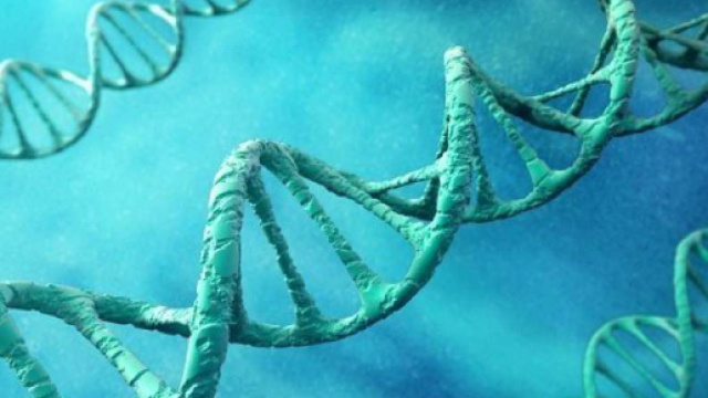 L'elisir di lunga vita &egrave; una proteina