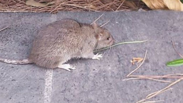 Bologna, topo cade sulla testa della maestra