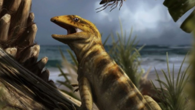 Dalle Dolomiti la lucertola pi&ugrave; antica del mondo ... - corrierequotidiano.it