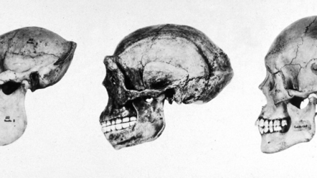 Evoluzione del cervello: un nuovo studio spiega l'intelligenza sociale - lifegate.it