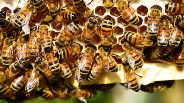 Su 'Science': 'Le api sono in grado di rappresentare e interpretare il concetto di zero'.