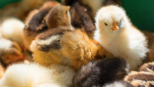 Georgia, pulcini nascono in una discarica