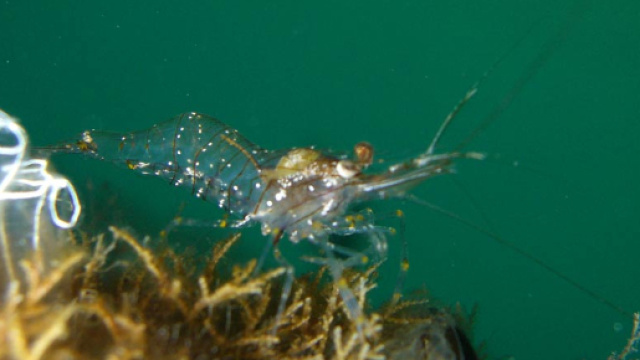 Gamberetto di porto al centro di una recente ricerca scientifica