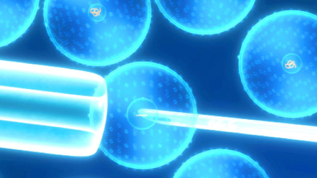 Staminali ribelli: quando si svegliano aiutano ad accumulare il grasso in modo sano.