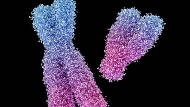 La combinazione dei cromosomi XY definisce i maschi, a renderlo possibile sono dei piccoli frammenti genici (via Science - Maurizio De Angelis)
