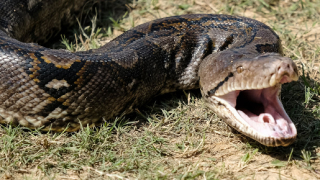 Un pitone di sette metri ha strangolato e ingoiato una donna in Indonesia.