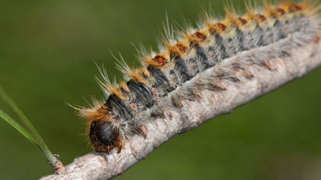 Lepidoptera around Romania and not only &raquo; Thaumetopoea pityocampa ... - nature4stock.com