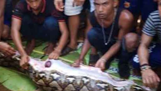 Indonesia una donna completamente inghiottita da un pitone