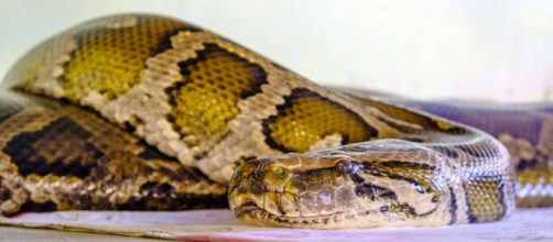 Una pit&oacute;n de m&aacute;s de 7 metros se traga a una mujer en Indonesia