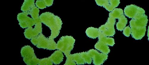 Las Cyanobacterias convertir&iacute;an a Marte en un planeta habitable