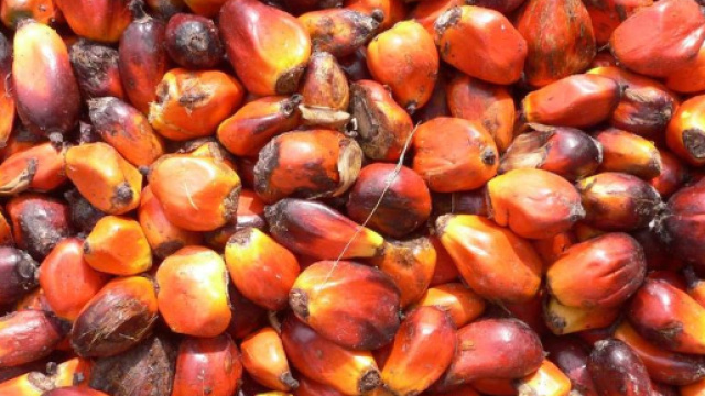 Continua a far discutere l'olio di palma ed il suo impiego come carburante.