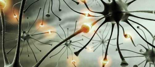 Las neuronas est&aacute;n implicadas en la comunicaci&oacute;n del cerebro. Public Domain.