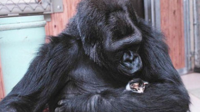 Gatto : news, foto, video - Video - Pagina 11 - ohmymag.it