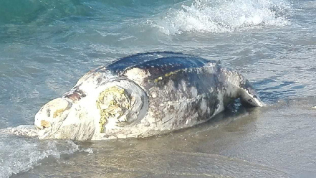 Tartaruga liuto spiaggiata a Milazzo