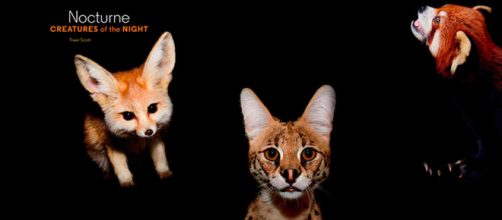 Los animales se hacen nocturnos para no coincidir con los humanos