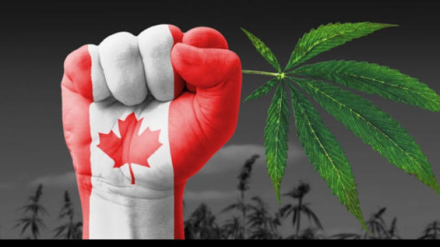 Canada legalizza marijuana per uso ricreativo: ok del Parlamento.