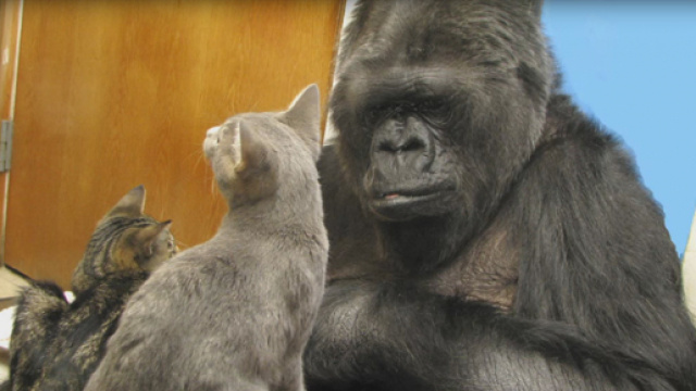 Koko aveva una passione speciale per i gattini