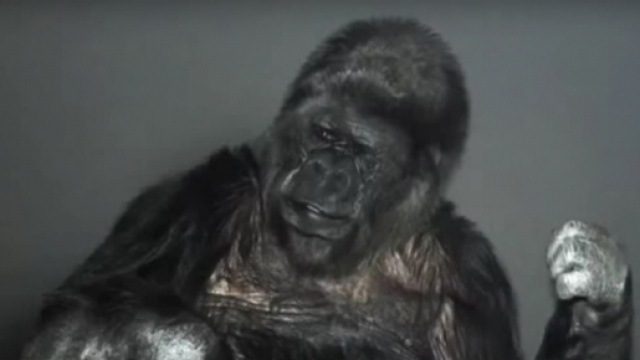 Koko &egrave; morta. Addio alla gorilla con il quoziente intellettivo di un uomo