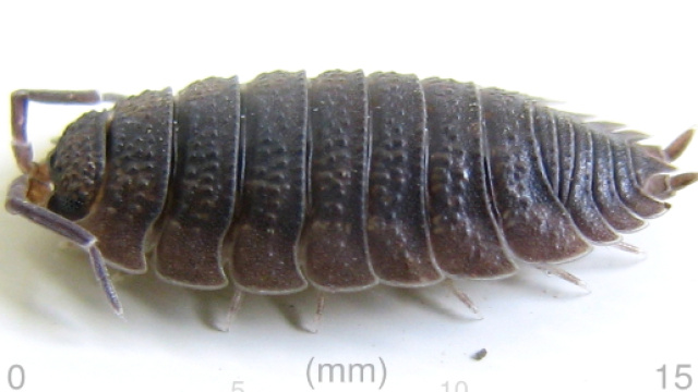File:Porcellio scaber (AU)-left 01.jpg - Wikimedia Commons - wikimedia.org
