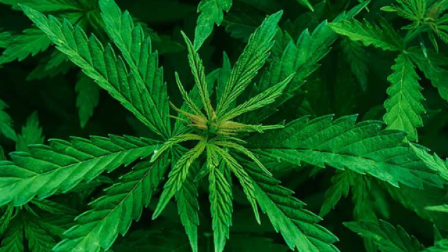 Il Css boccia la cannabis light: fermate la vendita, pu&ograve; avere gravi effetti sulla salute.com