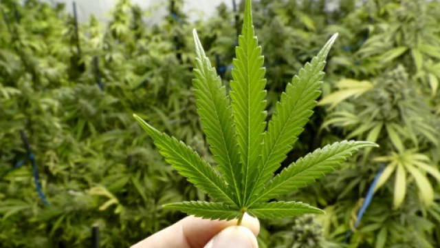 La cannabis light &egrave; ancora legale ma si valuta se possa restare tale