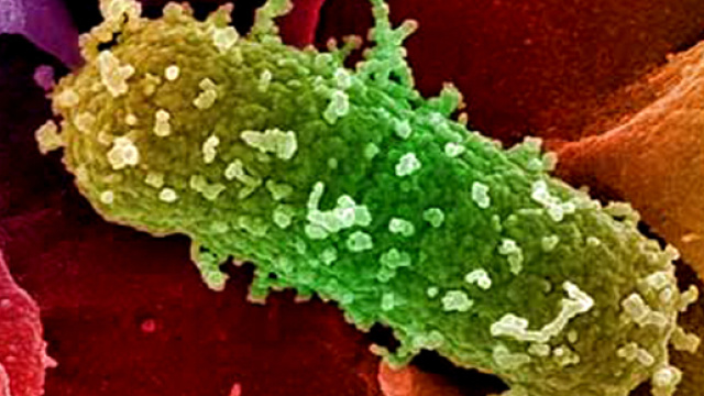 Batterio killer, nessun contagiato in Alto Adige | Montagna.TV - montagna.tv