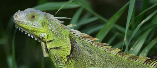 Iguana seen in Fern Forest, Florida (Image courtesy &ndash; Korall, Wikimedia Commons)