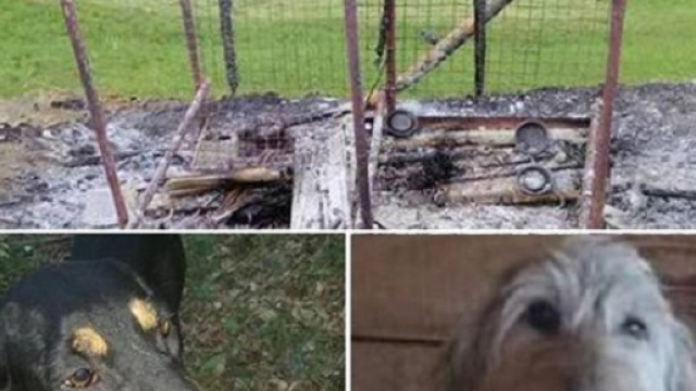 Sondrio, cani bruciati vivi nel box