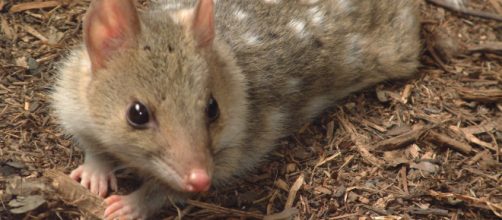 An eastern quoll. - [Michael Barritt & Karen May / Wikimedia Commons]