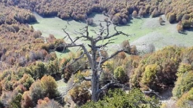 Italus, l'albero pi&ugrave; vecchio d'Europa