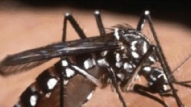 Il morbo di Keystone pu&ograve; essere trasmesso all'uomo tramite la puntura delle zanzare