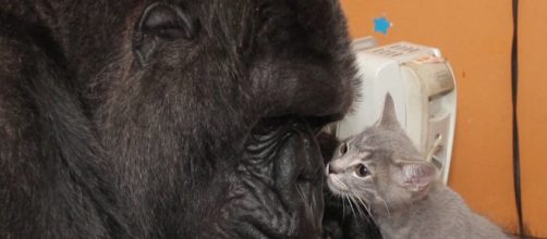 Koko ten&iacute;a capacidad de tener empat&iacute;a con otras especies. Public Domain.