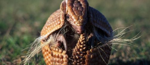 Lepra: M&aacute;s de la mitad de los armadillos de Brasil porta este mal ... - elcomercio.pe