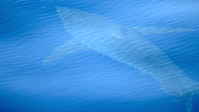 Historique, un requin blanc aper&ccedil;u pr&egrave;s de Majorque - lavanguardia.com