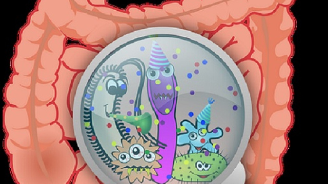 I batteri intestinali (microbiota) se alterati possono liberare delle sostanze tossiche che favoriscono gravi patologie come steatosi e obesit&agrave;.