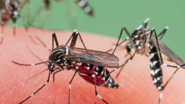 Odiose zanzare banchettano sulla nostra pelle: ecco come fare per eliminarle ed i rimedi naturali repellenti pi&ugrave; efficaci