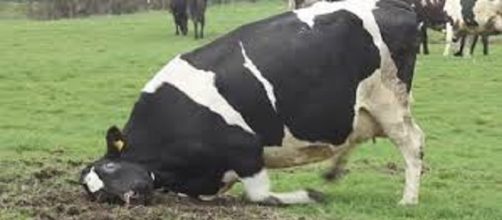 La enfermedad de las vacas locas o encefalopat&iacute;a espongiforme bovina