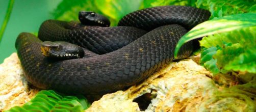 Las serpientes m&aacute;s venenosas del mundo - animalesextremos.com