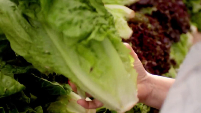 Usa, lattuga con e-coli: 5 morti