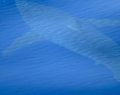Balearic Island Mallorca: Scientists spotted what's thought to be a rare great white shark