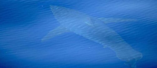A possible rare sighting was made of a great white shark off the coast of Majorca. [Image @ladbible/Twitter]