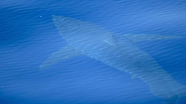 Lo squalo bianco lungo 5 metri avvistato e fotografato alle Baleari da un team di scienziati.