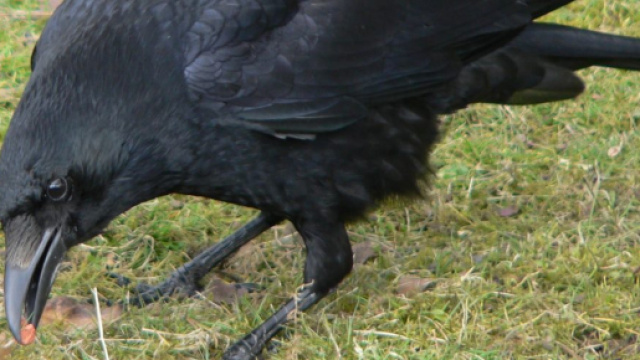 Allarme cornacchie a Torino: tre feriti in poche ore