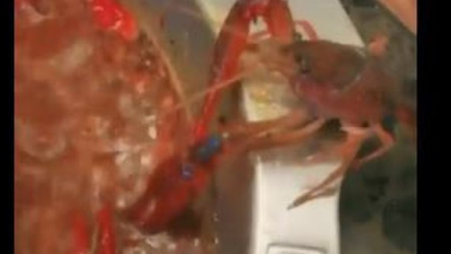 Cina, gambero si amputa la chela e fugge dalla pentola