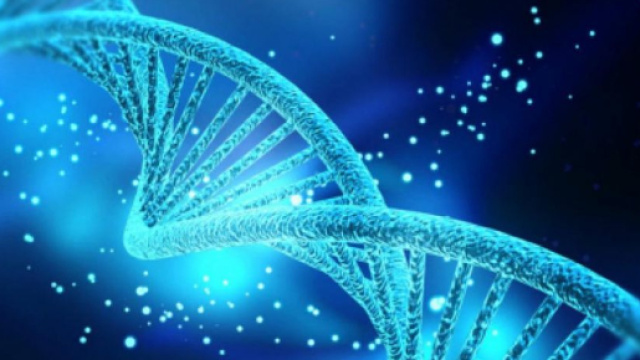 Scoperta la proteina che rallenta l'invecchiamento e potrebbe curare l'Alzheimer