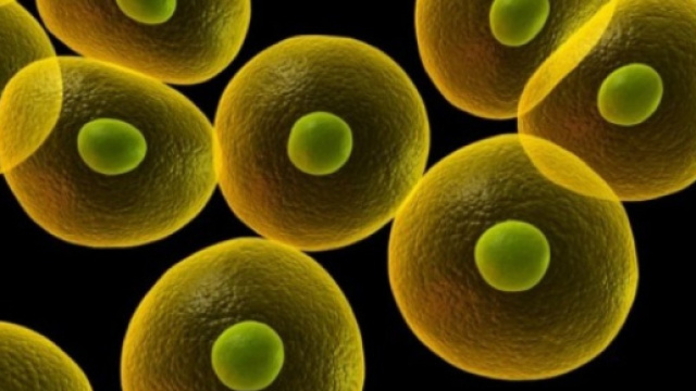 Svelato il linguaggio segreto delle cellule