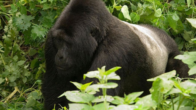 Tour Uganda Ruanda e Safari Gorilla di Montagna - nbts.it