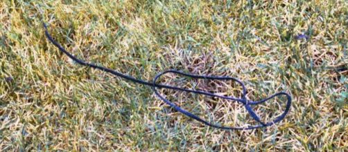 One of the shoelace handcuffs used by the East Area Rapist. [Image source: FBI - Wikimedia Commons]